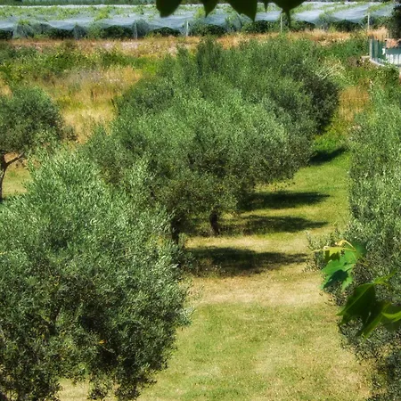 Amande Domaine De L'annonciade *